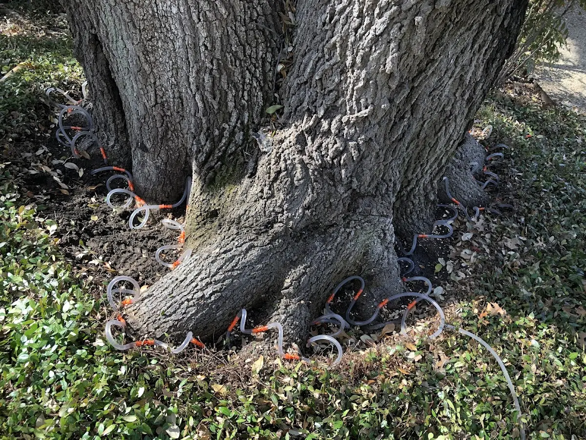 Detailed Tree Cabling and Bracing job site in San Diego